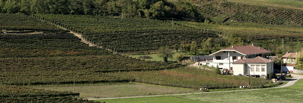 Bosco Galli